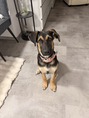 Ariya, Schäferhund Welpen - Hündin