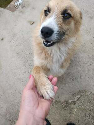 Arkan ist ein Seelenhund