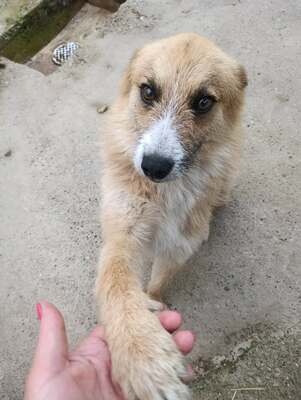 Arkan ist ein Seelenhund, Mischling - Rüde
