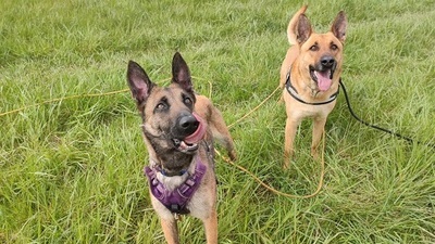 Arko lieber Malinois Mix sucht immer noch ein Zuhause, Malinois - Rüde
