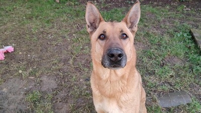 Arko lieber Malinois Mix sucht immer noch ein Zuhause, Malinois - Rüde