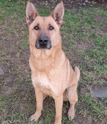 Arko verträglicher Malinois Mix Rüde sucht, Malinois Mix - Rüde