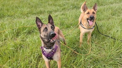 Arko verträglicher Malinois Mix Rüde sucht, Malinois Mix - Rüde