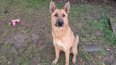 Arko verträglicher Malinois Mix Rüde sucht, Malinois Mix - Rüde