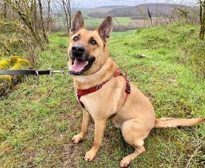 Arko verträglicher Malinois Mix Rüde sucht, Malinois Mix - Rüde