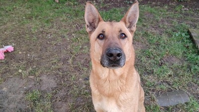 Arko verträglicher Malinois Mix Rüde sucht, Malinois Mix - Rüde