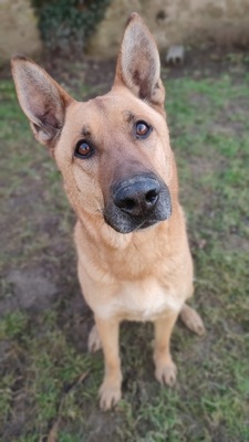 Arko verträglicher Malinois Mix Rüde sucht, Malinois Mix - Rüde