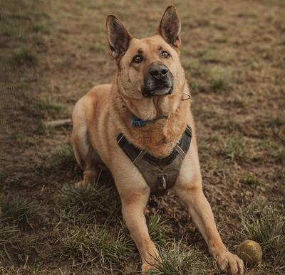 Arko verträglicher Malinois Mix Rüde sucht, Malinois - Rüde