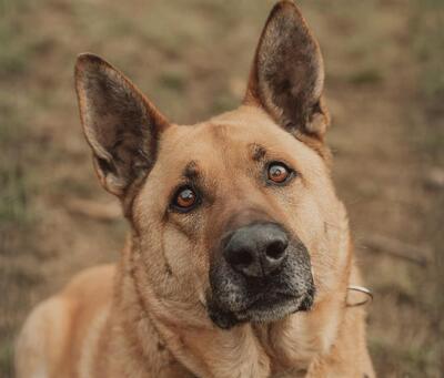 Arko verträglicher Malinois Mix Rüde sucht, Malinois - Rüde