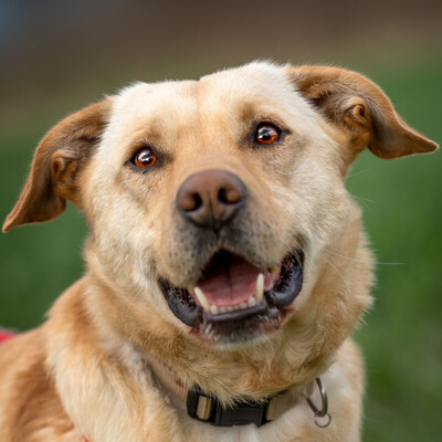 Arkos, Labrador-Mix - Rüde