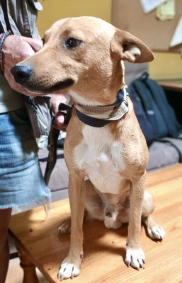 Arlo, Mix - Rüde