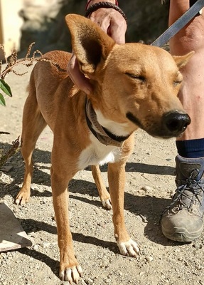 Arlo, Mix - Rüde