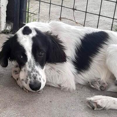 Armado - wundervoller Hund mit einem riesen Herz, Setter-Mischling Welpen - Rüde