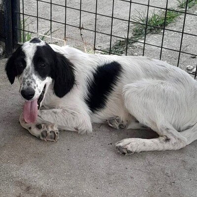 Armado - wundervoller Hund mit einem riesen Herz, Setter-Mischling Welpen - Rüde