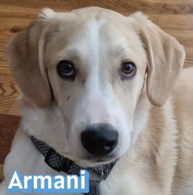 Armani, Mischling - Rüde