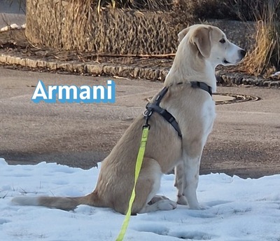 Armani, Mischling - Rüde