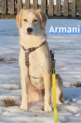 Armani, Mischling - Rüde