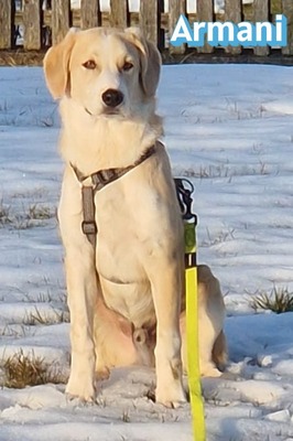 Armani, Mischling - Rüde