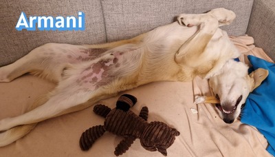 Armani, Mischling - Rüde