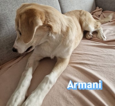 Armani, Mischling - Rüde