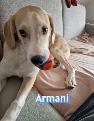 Armani, Mischling - Rüde