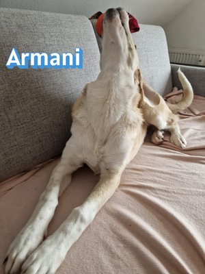 Armani, Mischling - Rüde