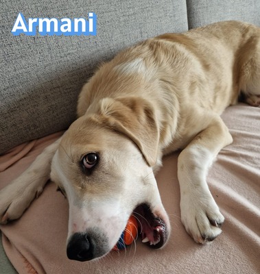 Armani, Mischling - Rüde