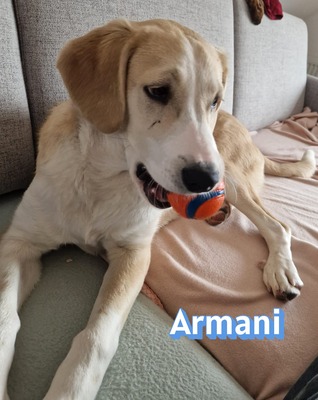 Armani, Mischling - Rüde