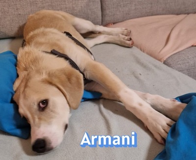 Armani, Mischling - Rüde