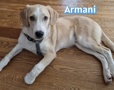 Armani, Mischling - Rüde