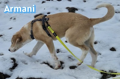 Armani, Mischling - Rüde