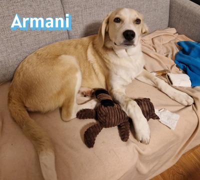 Armani, Mischling - Rüde