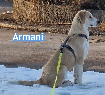 Armani, Mischling - Rüde