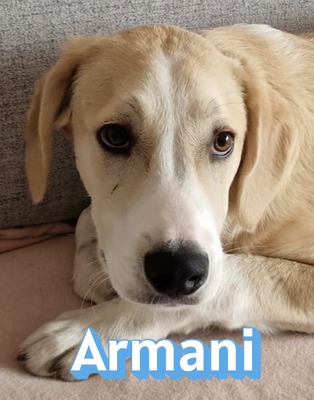 Armani, Mischling - Rüde