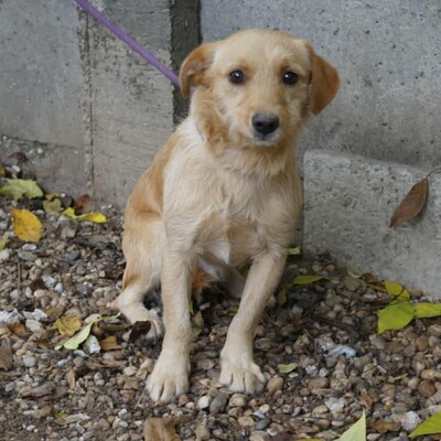 😉Armin sucht eine liebevolle Familie, in der er endlich Geborgenheit und unendliche Liebe findet💥, Mischling - Rüde