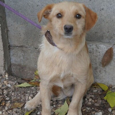 😉Armin sucht eine liebevolle Familie, in der er endlich Geborgenheit und unendliche Liebe findet💥, Mischlingsrüde - Rüde