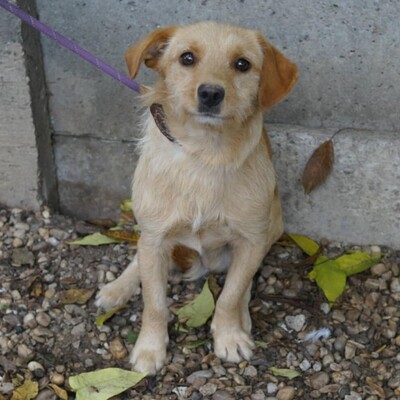 😉Armin sucht eine liebevolle Familie, in der er endlich Geborgenheit und unendliche Liebe findet💥, Mischlingsrüde - Rüde