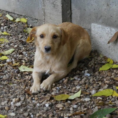 😉Armin sucht eine liebevolle Familie, in der er endlich Geborgenheit und unendliche Liebe findet💥, Mischlingsrüde - Rüde