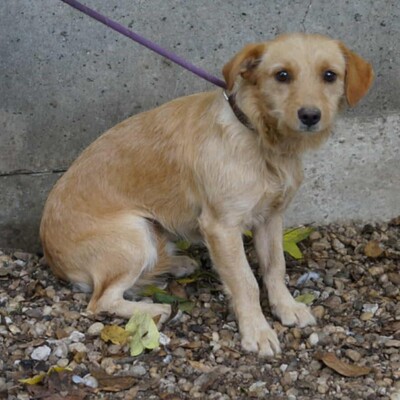 😉Armin sucht eine liebevolle Familie, in der er endlich Geborgenheit und unendliche Liebe findet💥, Mischlingsrüde - Rüde