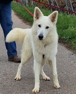 Aron, Kanadischer Schäferhund - Rüde