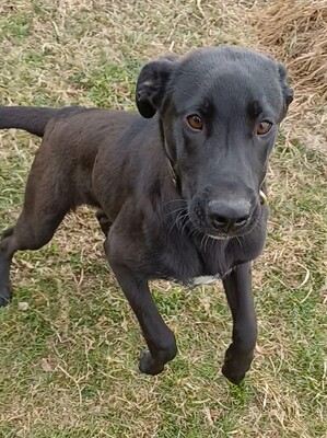 Aron, Mischling Welpen - Rüde