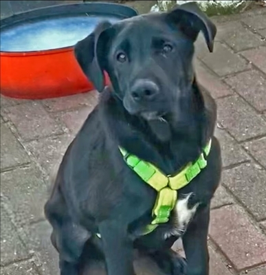 Aron, Mischling Welpen - Rüde