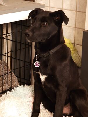 Aron, Mischling Welpen - Rüde