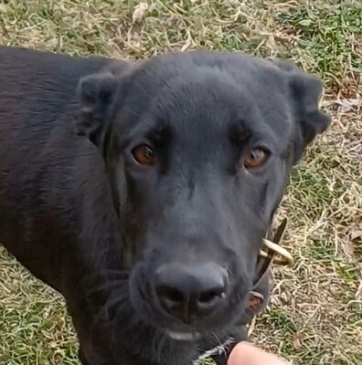 Aron, Mischling Welpen - Rüde