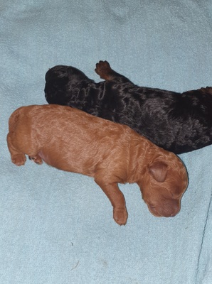 Aron und Amadeus, Pudel Welpen - Rüde