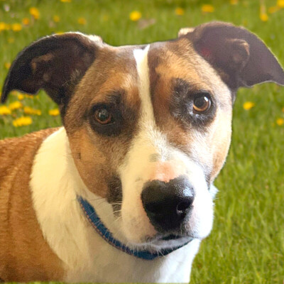 Arondo (mittelgroß), Mischling - Rüde