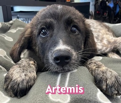 Artemis, Mischling Welpen - Hündin