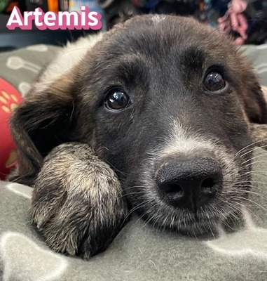 Artemis, Mischling Welpen - Hündin