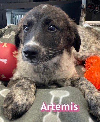 Artemis, Mischling Welpen - Hündin