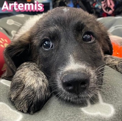 Artemis, Mischling Welpen - Hündin